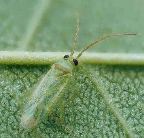 Orthotylus viridinervis
