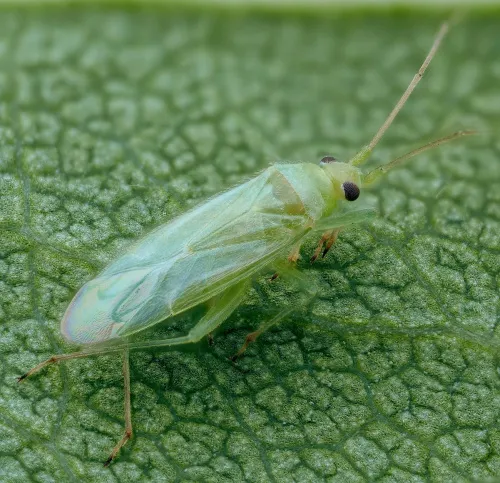 Orthotylus viridinervis - photo 2