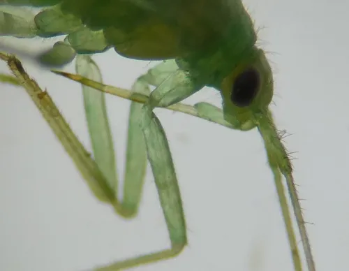 Orthotylus viridinervis - photo 3