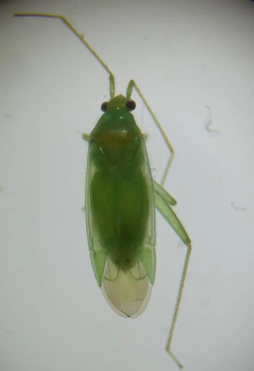 Orthotylus viridinervis - photo 4