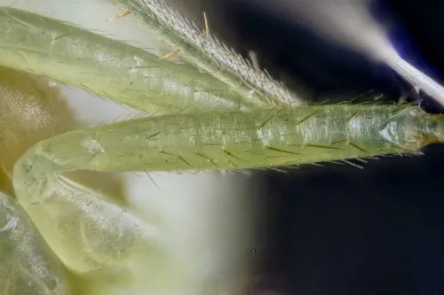 Orthotylus viridinervis - photo 5