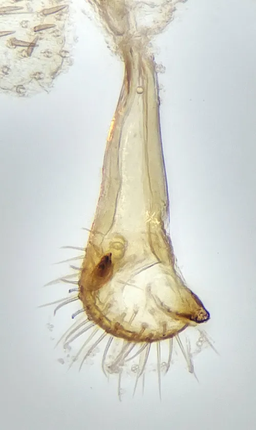 Orthotylus viridinervis - photo 6