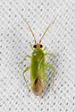 Orthotylus viridis - Orthotylus viridis