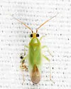 Orthotylus viridis - photo 2