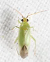 Orthotylus viridis - photo 3