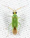 Orthotylus viridis - photo 4