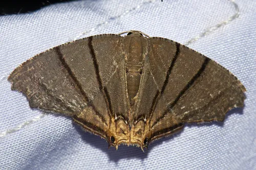 Orudiza protheclaria