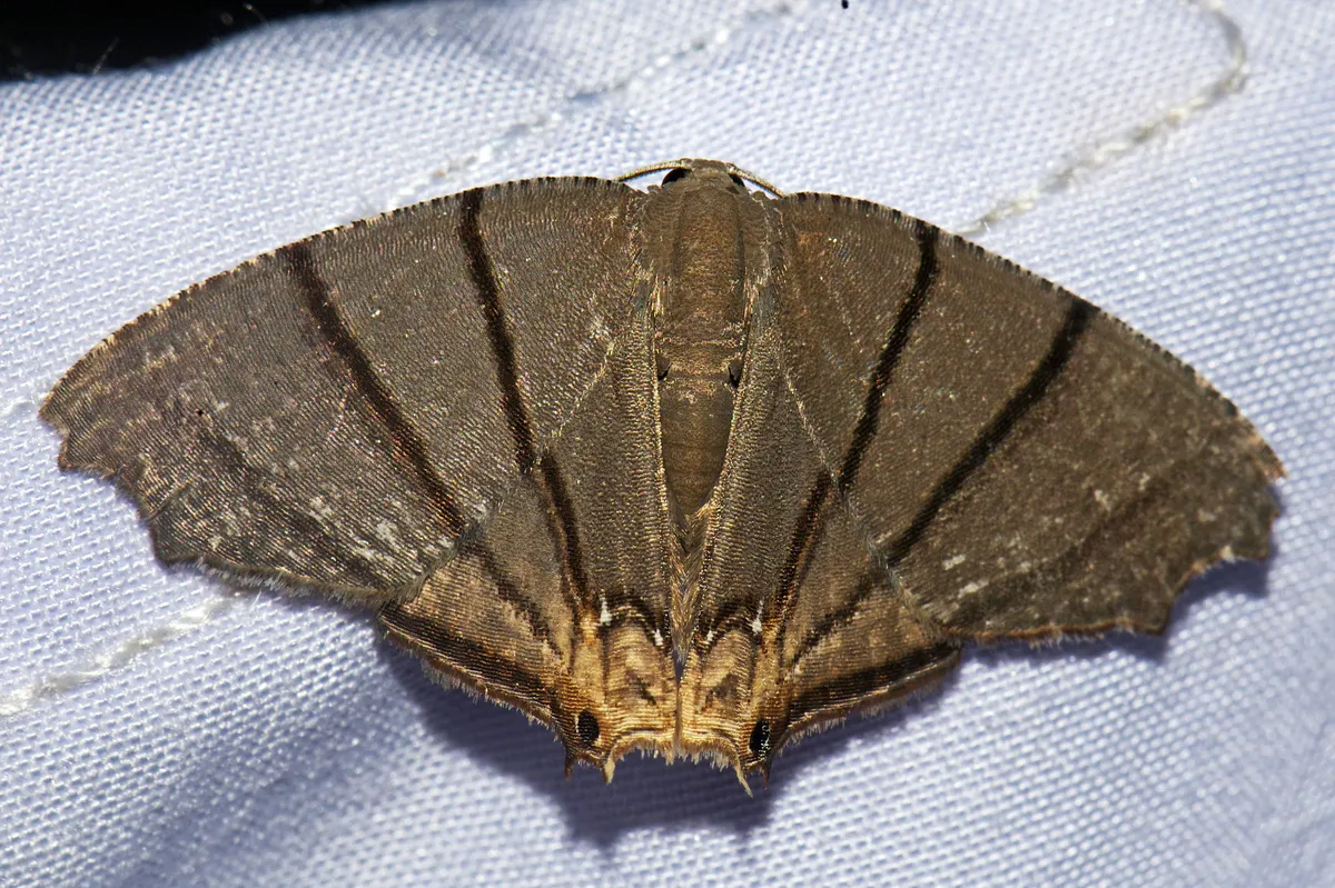 Orudiza protheclaria - photo 3