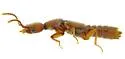 Orus ferrugineus - photo 2