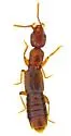 Orus ferrugineus - photo 4