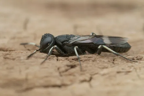 Parasitic Wood Wasps - Orussidae