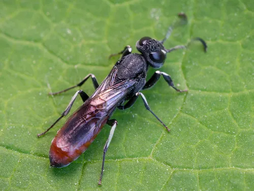 Orussus abietinus