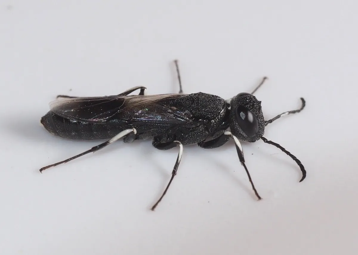 Orussus minutus - photo 3