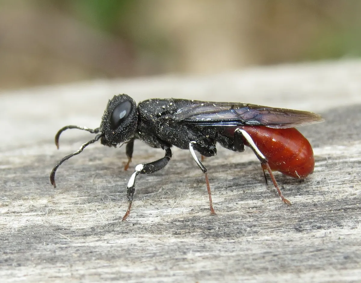 Orussus occidentalis - photo 3
