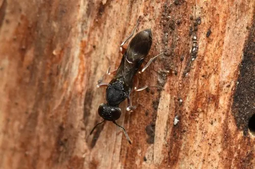 Orussus rufipes