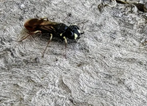 Orussus smithi
