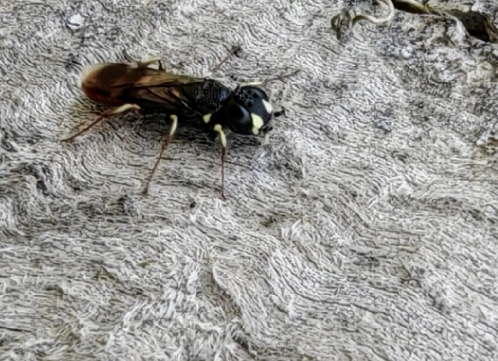 Orussus smithi - photo 2