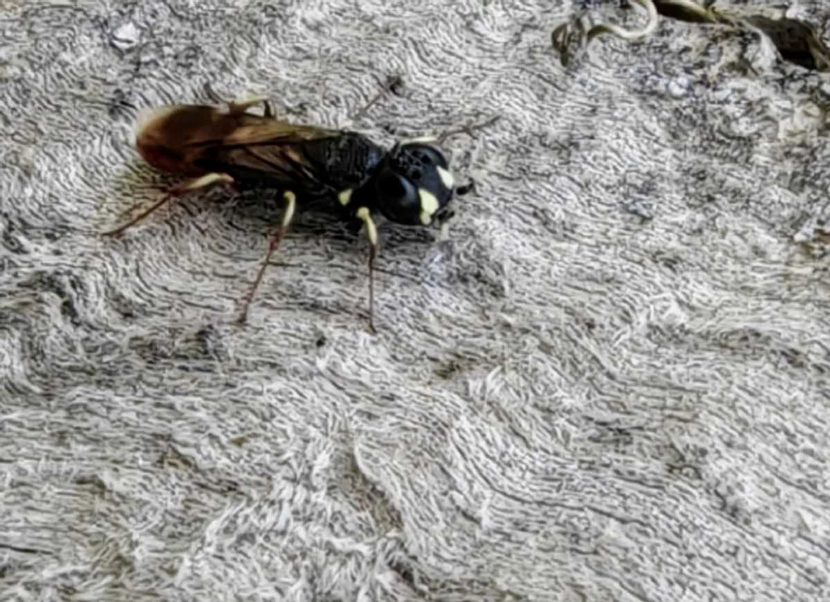 Orussus smithi - photo 3