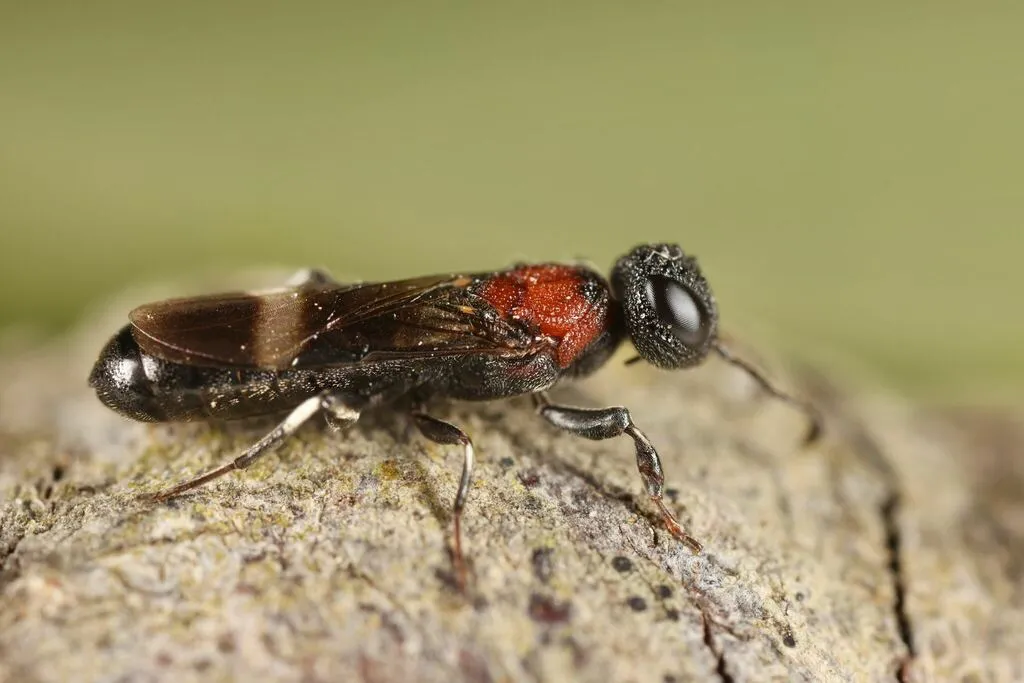 Orussus taorminensis - photo 2