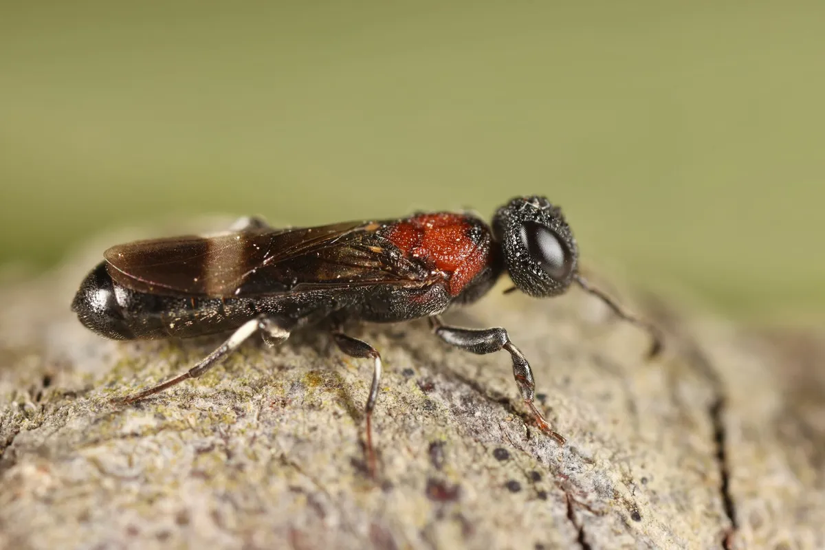 Orussus taorminensis - photo 3