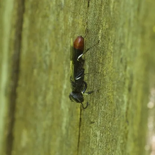 Orussus terminalis