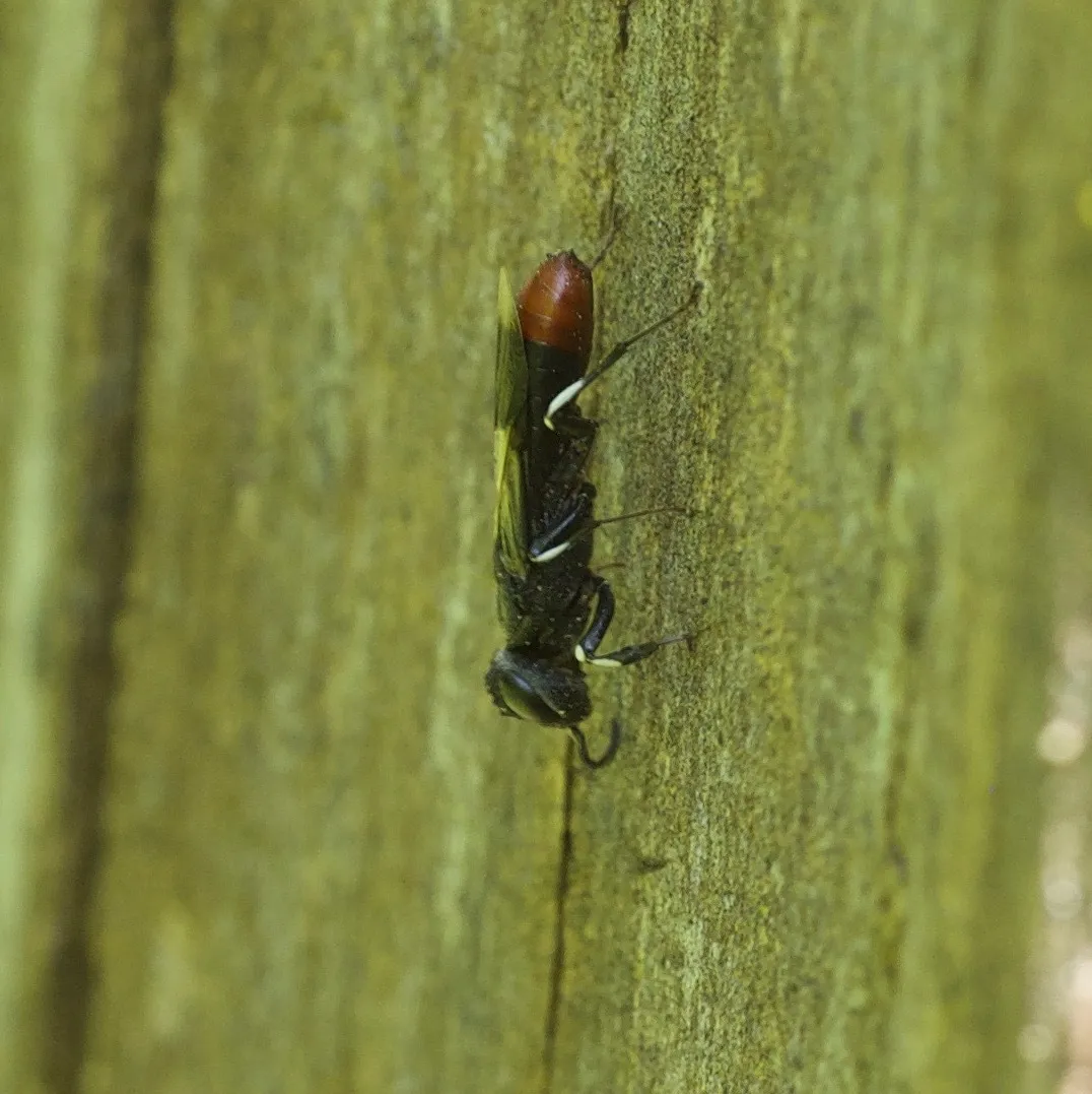 Orussus terminalis - photo 2