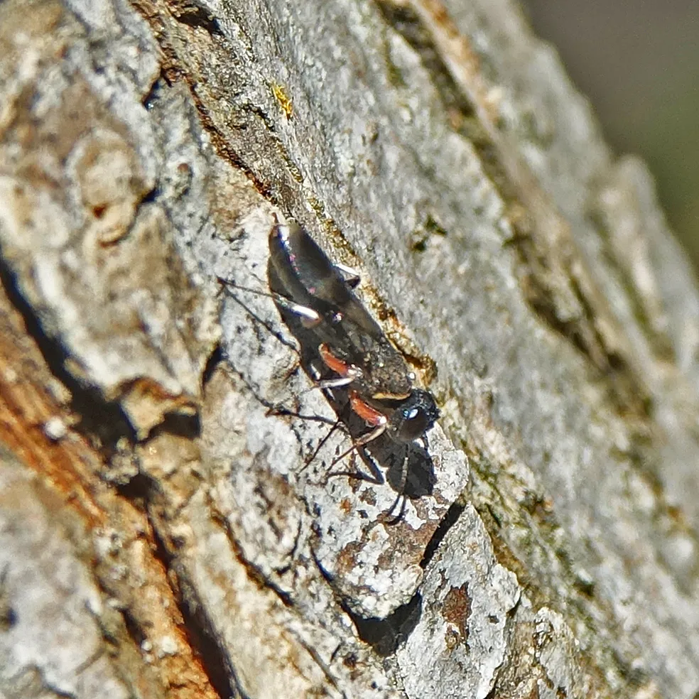 Orussus thoracicus - photo 3