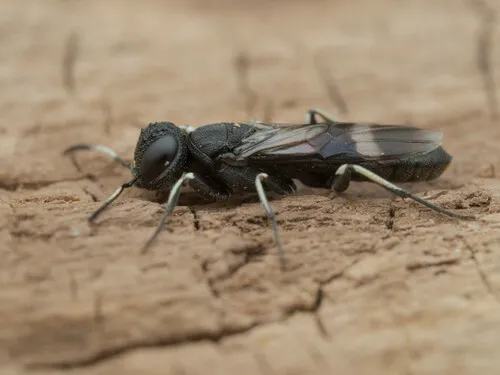 Orussus unicolor