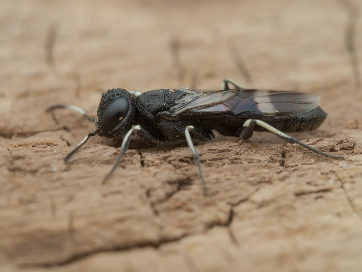 Orussus unicolor - photo 3