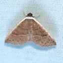 Oruza albocostata - Hodges#9026 - photo 2