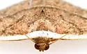 Oruza albocostata - Hodges#9026 - photo 4