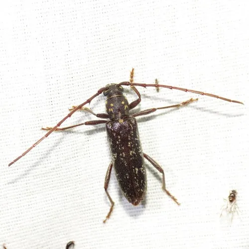 Orwellion gibbulum - Orwellion gibbulum