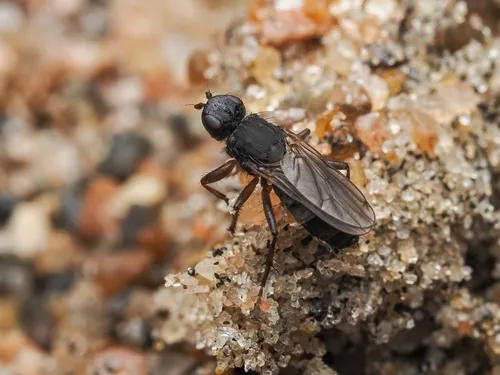 Orygma luctuosum - photo 2