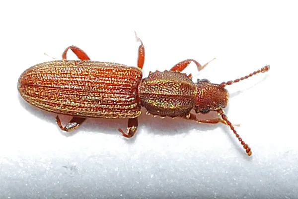 Merchant Grain Beetle