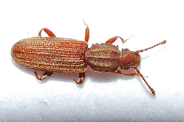 Merchant Grain Beetle - photo 2