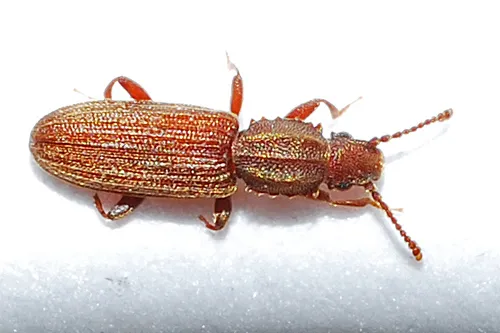 Merchant Grain Beetle - photo 3