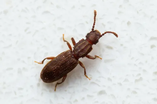 Sawtoothed Grain Beetle