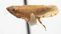 Osbornellus alatus