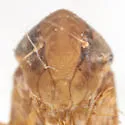 Osbornellus alatus - photo 3