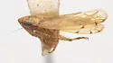 Osbornellus alatus - photo 4
