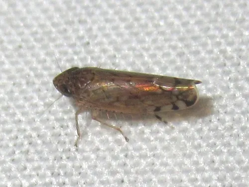 Osbornellus ater
