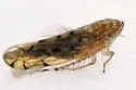 Osbornellus auronitens