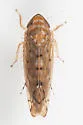 Osbornellus auronitens - photo 2