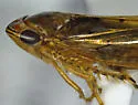 Osbornellus auronitens - photo 5