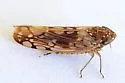 Osbornellus bifasciatus