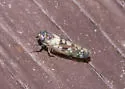 Osbornellus bifasciatus - photo 3