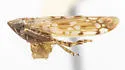 Osbornellus bifasciatus - photo 4