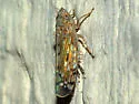 Osbornellus borealis - photo 2