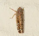 Osbornellus borealis - photo 3