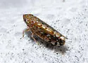 Osbornellus borealis - photo 4